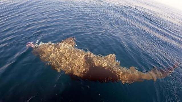 SAROS KÖRFEZİ'NDE YARIM TONLUK KÖPEK BALIĞI YAKALADILAR