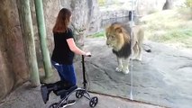 Ce lion veut faire de la trottinette