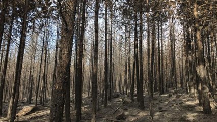BALIKESİR - Ormanlık alanda çıkan yangın kontrol altına alındı