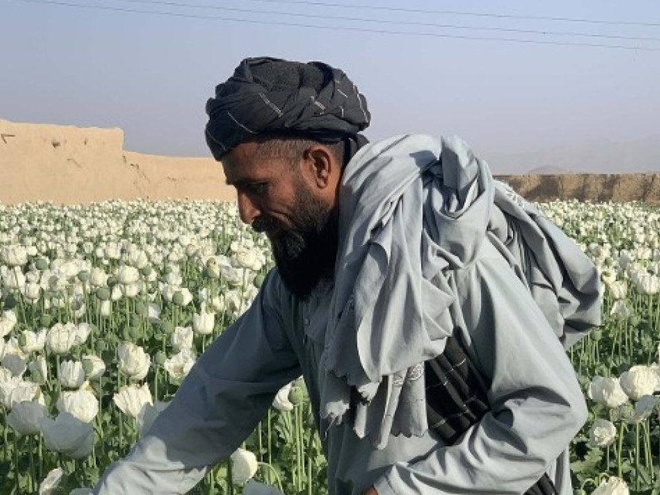 Afghanistan: Taliban verbieten Rauschgift-Produktion