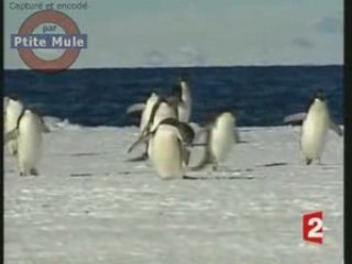 Les manchots menacés d'extinction