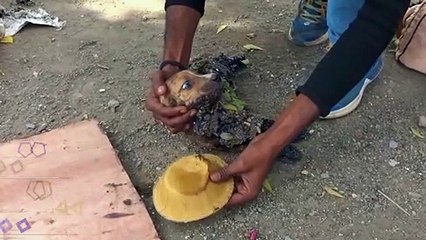 TOP-5 Animals That Asked People for Help ok