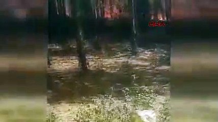 Balıkesir'de korkutan orman yangını