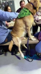 Dog Sits Up at Table to be Closer to His Humans