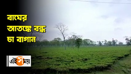বাঘের আতঙ্কে বন্ধ চা বাগান N