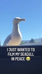 Seagull Can't Catch a Break