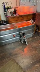 Cattle Pup Curious About Chickens