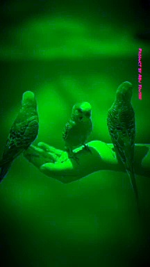 Beautiful green parrot_٢١١٠٤١٨٤٢