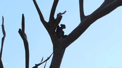 Gran Turismo 7:_Dónde está el Mono