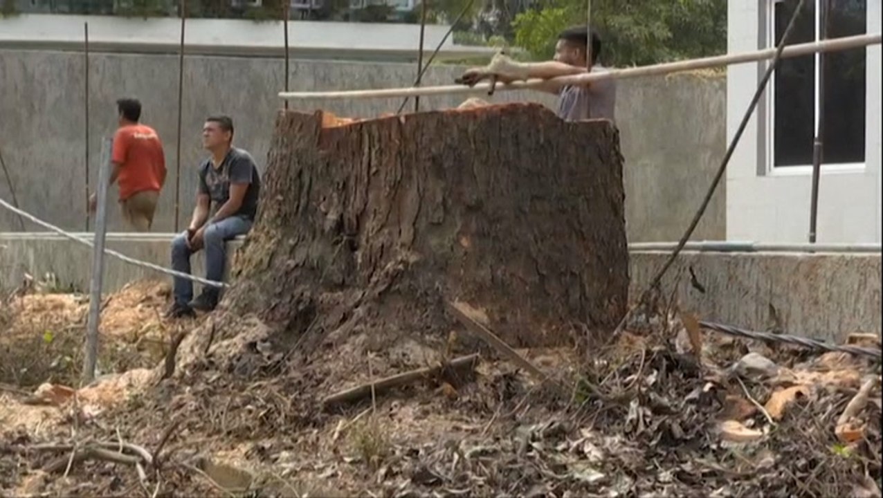 Logging in Venezuela is cause for concern