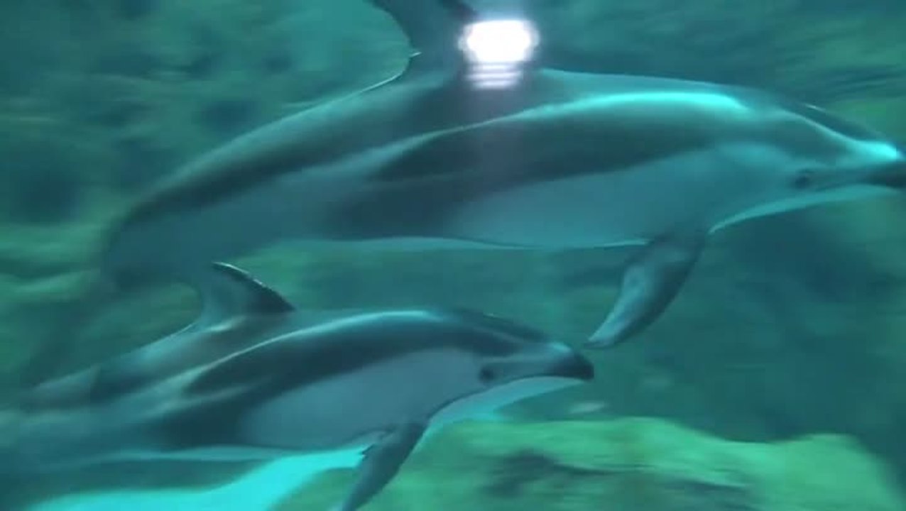 Yakuza 5 : Des fifilles qui partent en Live