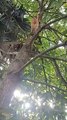 Kitty Suddenly Jumps from Tree to Owner