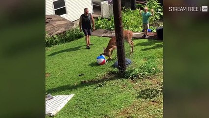 World’s Funniest Animals 2x16 - Clip from Season 2 Episode 16