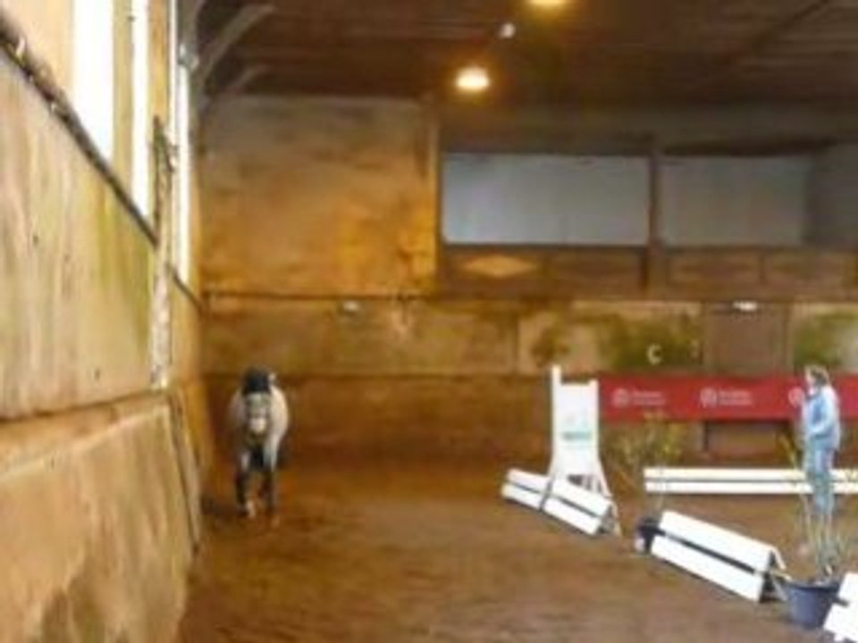 Etalons Poney Haras du PIn Mars 2008 SUULATIK'S VERSAGE