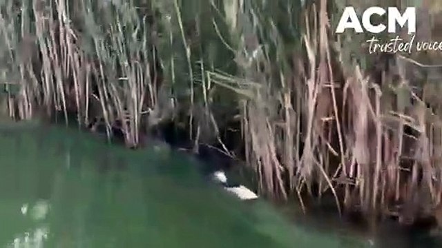 Fish deaths at Curdies River | April 4, 2022 | The Warrnambool Standard