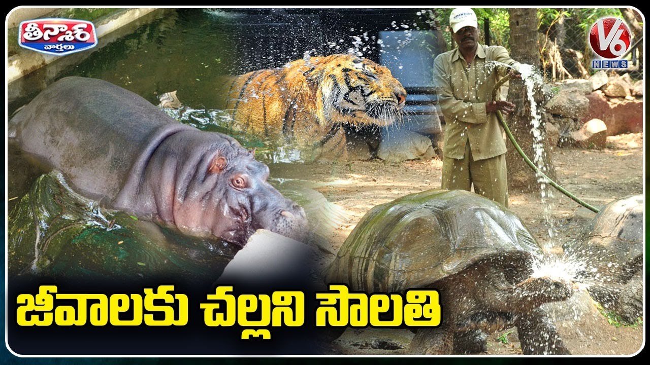 Nehru Zoological Park has installed Sprinklers, Coolers To Protect Animals From Scorching  | Hyderabad