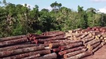 Preocupación en Colombia por cifras de deforestación en la Amazonía