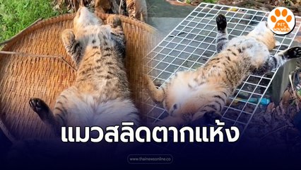 สอบถามเหล่าพ่อบ้านแม่บ้าน แมวตัวนี้ตากแห้งได้ที่แล้ว เราควรเอาไปทำเป็นเมนูอะไรดีคะ ต้ม ผัด แกง ทอด