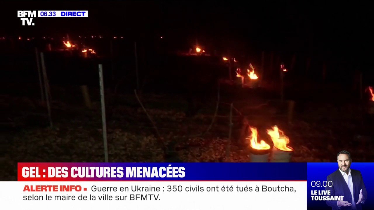 "On ne peut pas se permettre de tout protéger (...) c'est un coût et ça demande beaucoup de personnel": face au gel, ce viticulteur utilise des bougies pour sauvegarder une partie de ses cultures