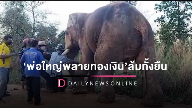 นาทีชีวิต! ‘พ่อใหญ่พลายทองเงิน’ล้มทั้งยืนขณะเดิน แห่อาลัยน้ำตานอง | HOTSHOT เดลินิวส์ 04/04/2565