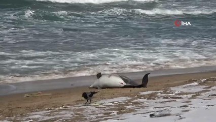 Son dakika... Yunus ölümlerini engelleyecek uluslararası proje: Conceta