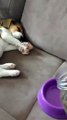 Funny Cat and Dog Videos | Cat and Dog | Fun Shorts #528