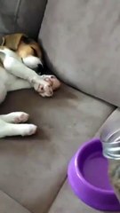 Funny Cat and Dog Videos | Cat and Dog | Fun Shorts #528