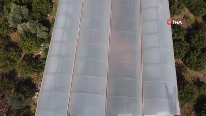 Örtü altında "yenidünya" hasadı başladı... Kilosu 200 TL'den satıldı