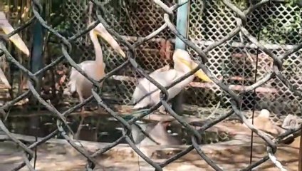 पेलिकन के लिए पनाहगाह बना जयपुर जू