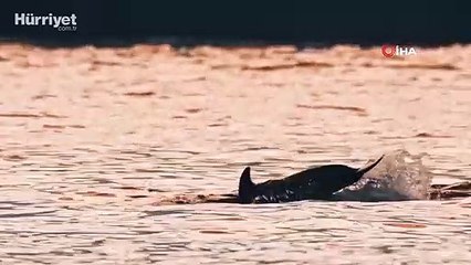 Alman fotoğrafçının gözünden İstanbul’un yunusları