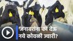 HCN Poisoning in dairy animals l कोवळी ज्वारीही ठरतेय जनावरांच्या विषबाधेस कारणीभूत | Sakal