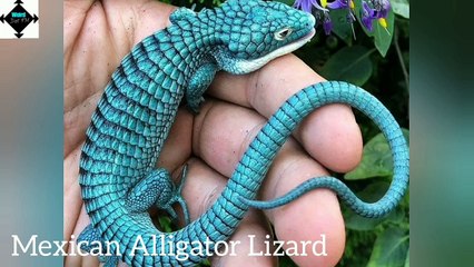 Mexican Alligator Lizard || Weird Animals  || Trivia