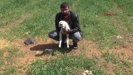 KİLİS'TE, 2 AYAKLI KUZU DOĞDU