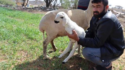 Kilis'te 2 ayaklı kuzu dünyaya geldi