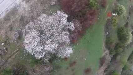 Akseki'de badem ağaçları çiçek açtı