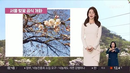 [날씨] 서울도 벚꽃 공식 개화…내일 맑고 큰 일교차
