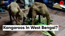 Kangaroos seen roaming the roads of West Bengal has citizens puzzled