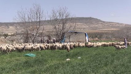 2 ayaklı kuzu dünyaya geldi