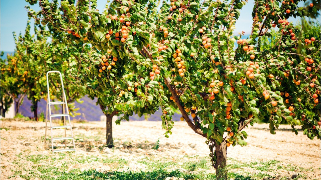 CUISINE ACTUELLE – Vague de froid : quelles cultures de fruits sont les plus menacées ?