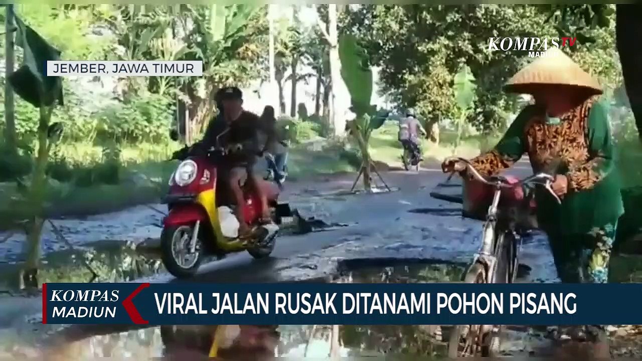Viral Jalan Rusak Ditanami Pohon Pisang