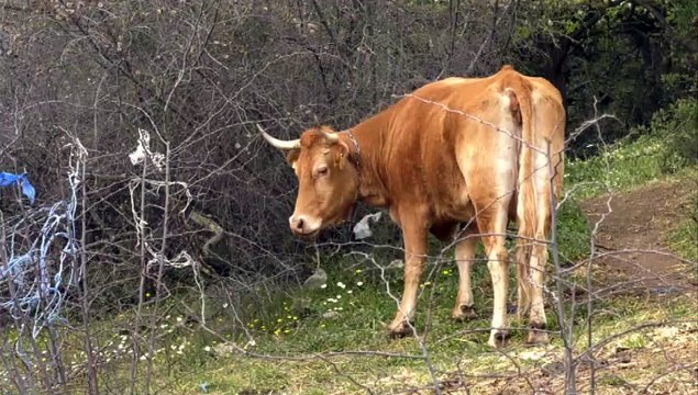 Σε απόγνωση οι κτηνοτρόφοι στη δυτική Φθιώτιδα