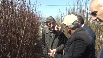 10 bin meyve fidanı toprakla buluşacak
