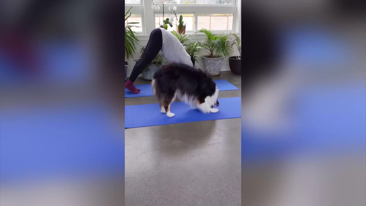 Alleskönnerin Secret: Fans spenden astronomisch hohe Summe für Hunde-Chemo