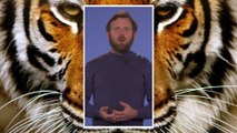 Pourquoi les tigres sont-ils oranges ? Et pourquoi ont-ils des rayures?