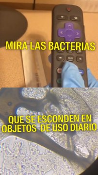 LAS BACTERIAS QUE ANIDAN EN OBJETOS DE USO DIARIO
