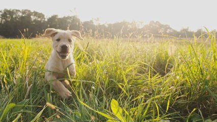A puppy smiled his way to a loving home