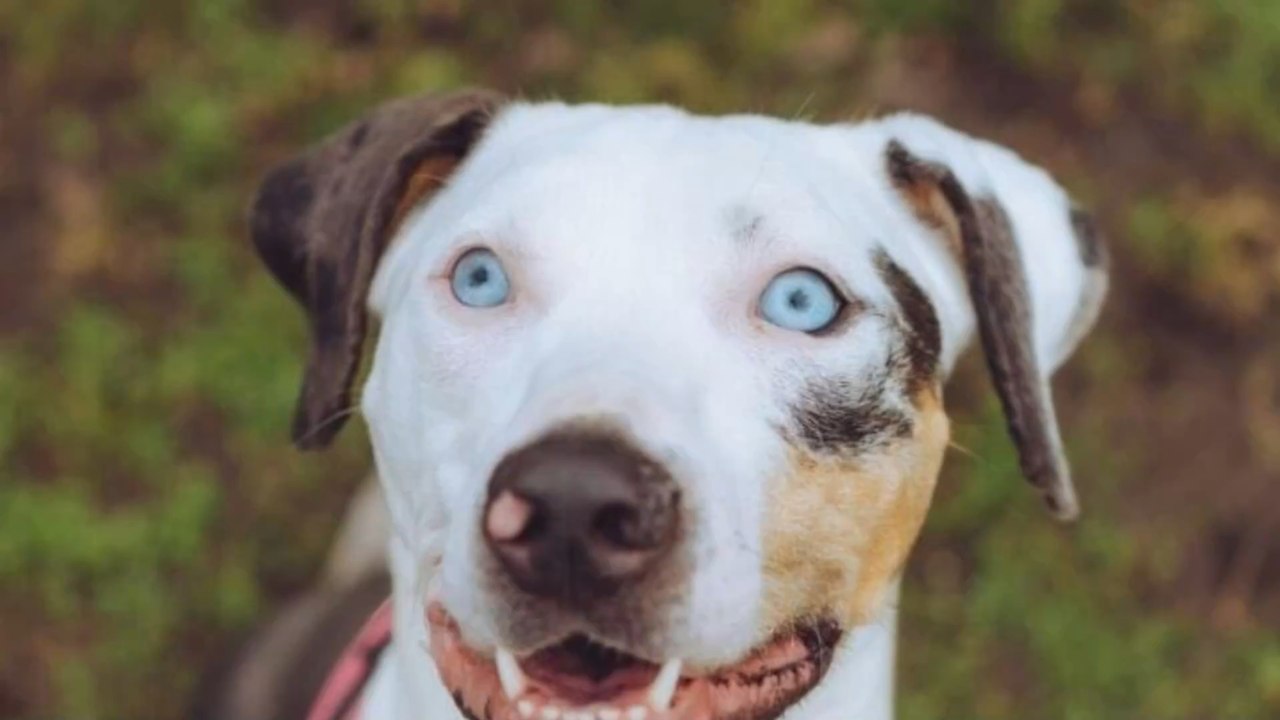 This deaf dog was left in an abandoned building without food or water