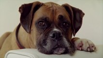 Depression: How to tell if your dog is depressed and how you can help