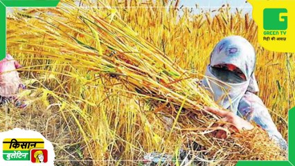 Kisan Bulletin - नैनो यूरिया लिक्विड(nano urea liquid)  के इस्तेमाल ने बढ़ाई किसानों की आय, प्रति एकड़ 2,000 रूपये की हुई बढ़ोत्तरी |Green TV