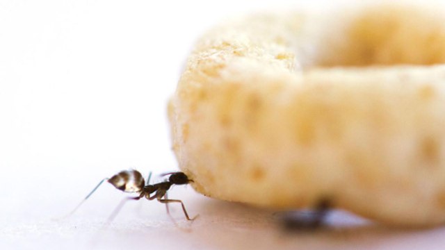 Une armée de fourmis rouges crachant de l'acide ravage les États-Unis